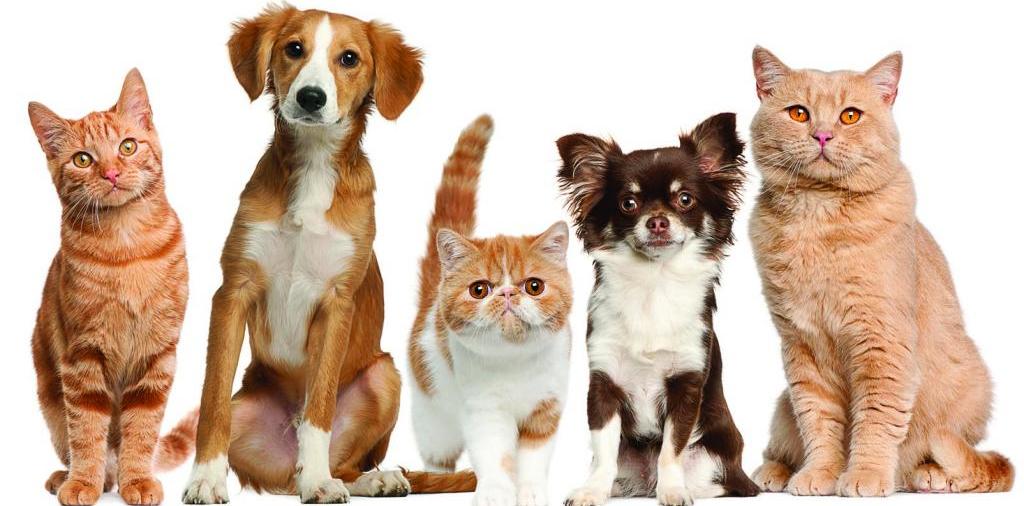 Доска объявлений о животных | ЗооТом - продажа, вязка и услуги для животных в Вуктыле