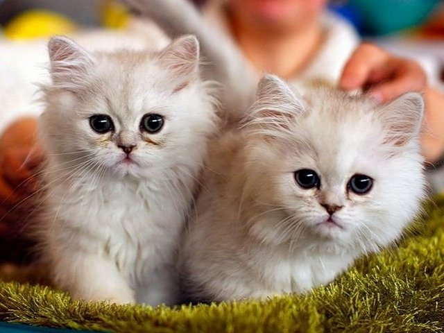 Породы кошек в Вуктыле | ЗооТом портал о животных