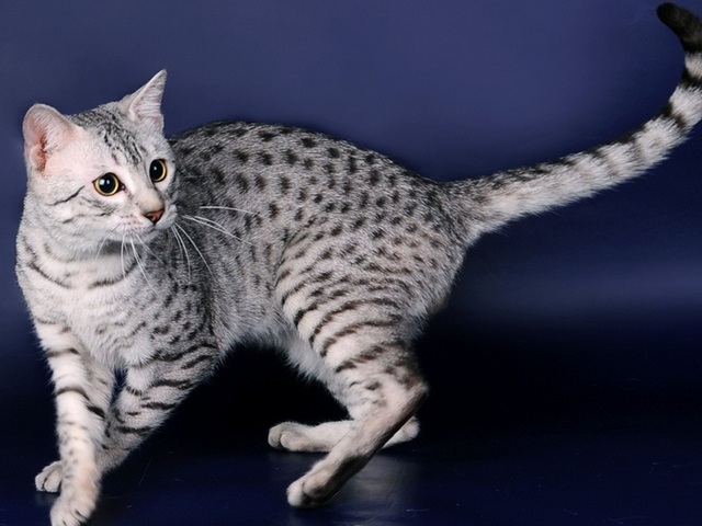 Породы кошек в Вуктыле | ЗооТом портал о животных