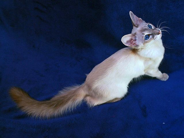 Выведенные породы кошек в Вуктыле | ЗооТом портал о животных