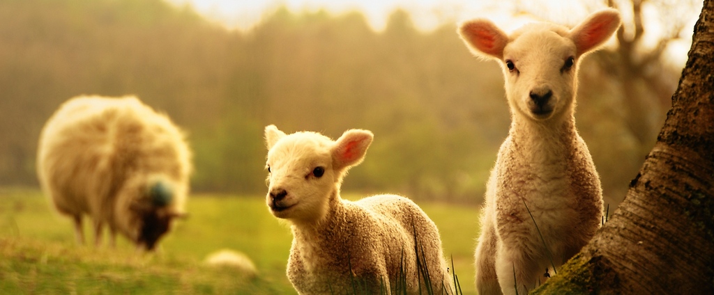 Объявления о сельскохозяйственных животных | ЗооТом - продажа, вязка и услуги для животных в Вуктыле