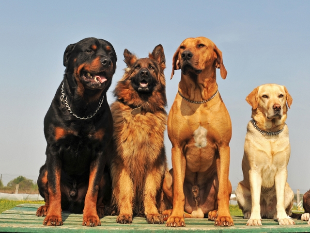 Крупные породы собак в Вуктыле | ЗооТом портал о животных